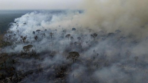 Klimawandel: Urwaldzerstörung auf Höchststand seit 2002