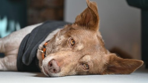 Tiere: Hundesteuer-Rekord: Pandemie sorgt für tierischen Zuwachs