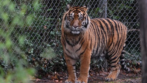 Freizeit: Zoo Frankfurt: Besucherzahlen 2022 wieder wie vor Pandemie