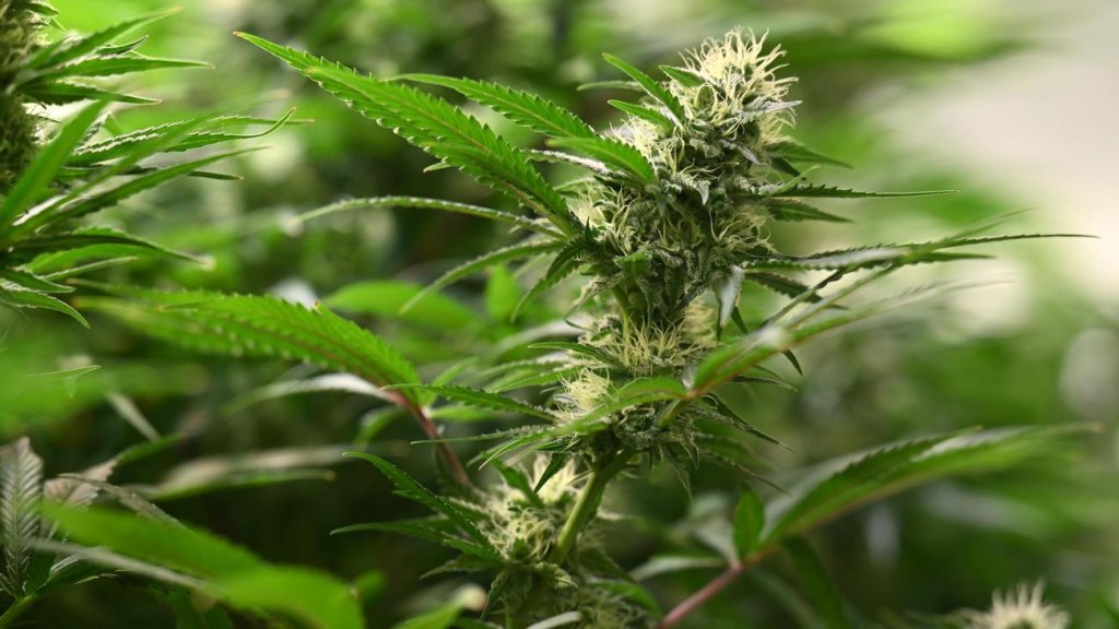 Weed