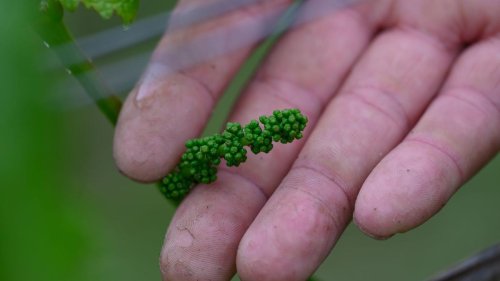 Weinwirtschaft: Nach Spätfrost - Sachsens Winzer optimistisch