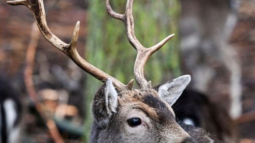 Tiere: Hirsch aus Wildzaun befreit