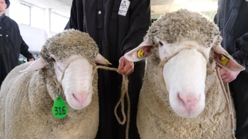 Tiere: Schönste Schafe werden auf Schafbock-Auktion versteigert