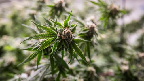 Cannabislegalisierung: Karl Lauterbach plant Cannabislegalisierung light
