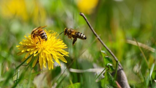 Wetterausblick: Sonne und sommerliche Temperaturen - doch nicht überall
