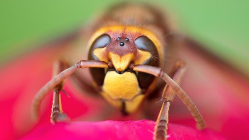Insektensterben: Ohne Insekten bricht alles zusammen