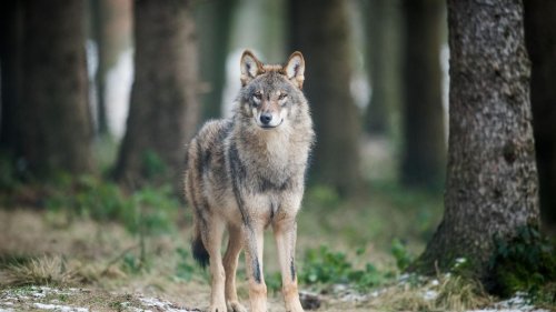 Konfliktmanagement gefragt: Naturschützer fordern mehr Details bei Wolfsangriffen