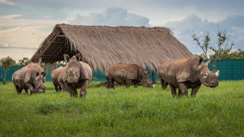 Demokratische Republik Kongo: Breitmaulnashörner kehren in den Kongo zurück