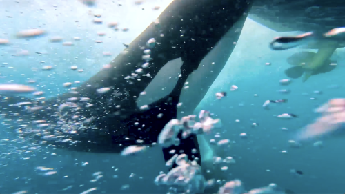Orcas und Segler: Nie kamen sie uns so nah
