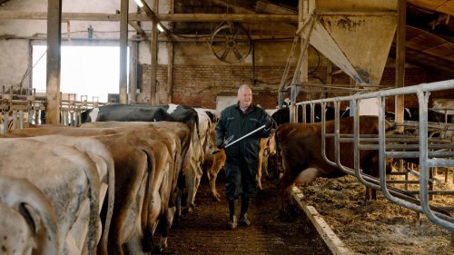 Tierseuchen: Impfst du noch, oder keulst du schon?