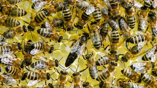 Völker gestohlen: Wer hat die Bienen mitgenommen?