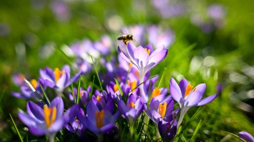 Frühlingswetter: Neue Woche in NRW wird sonnig