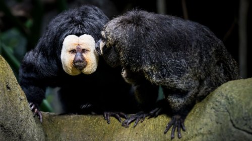 Unangemessenes Verhalten: Empörung über Zoo-Besucher in Tschechien