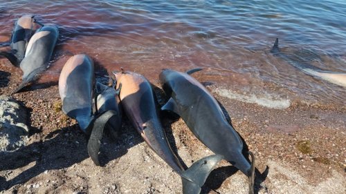 Mexiko: Dutzende tote Delfine an Strand geschwemmt