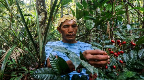 Regenwald: Bundesregierung sagt Brasilien 200 Millionen Euro für Waldschutz zu