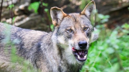 Problemtiere?: Naturschützer kritisieren Debatte um Schutzstatus für Wölfe