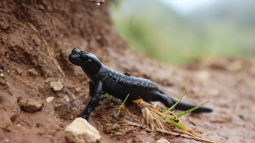 Artenschutz: Alpensalamander melden - und so beim Schutz helfen