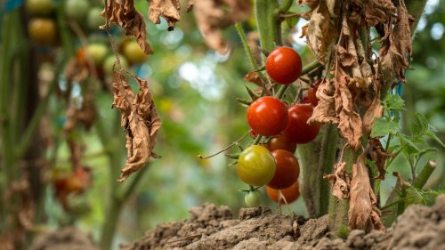 Kommunikation von Pflanzen: Will uns die Tomate etwas sagen?