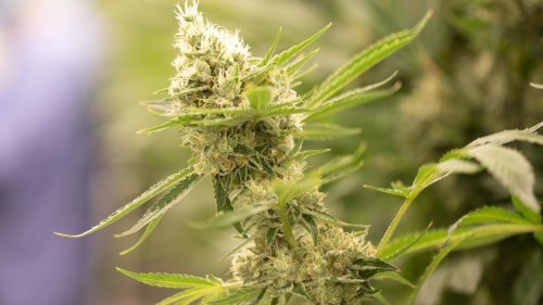 Wuppertal: Cannabis-Plantage entdeckt: 60 Kilogramm Marihuana