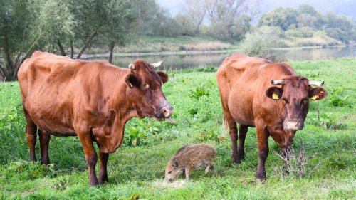 Tiere: Kuhherde bei Holzminden zieht junges Wildschwein auf
