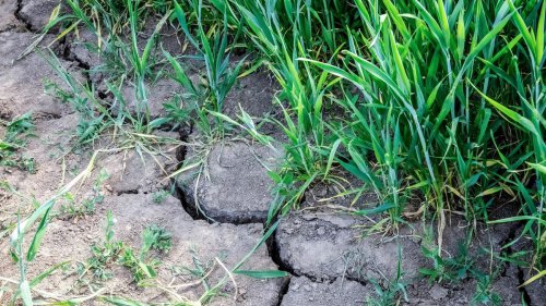 Natur: Wegen der Trockenheit: Aufruf zu sparsamem Wasserverbrauch