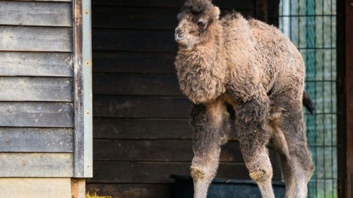 Tiere: Neugeborenes Trampeltier im Opel-Zoo