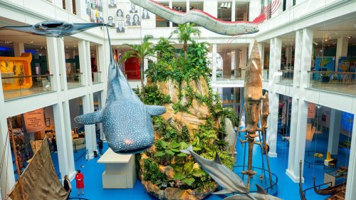 Übersee-Museum: "Der blaue Kontinent": Neue Pazifik-Ausstellung in Bremen