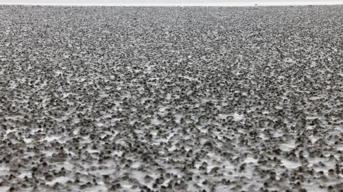 Nordsee: Urlauberin verläuft sich im Watt