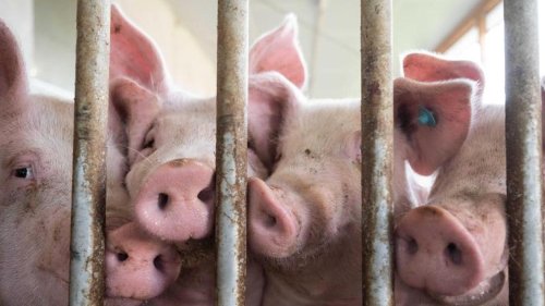 Agrar: Landesbauernverband beklagt aktue Not der Schweinehalter
