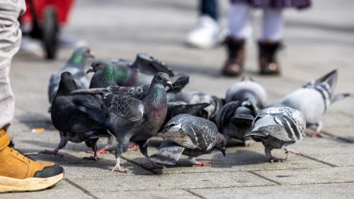 Tiere: Tauben in Limburg: Untere Naturschutzbehörde am Zug