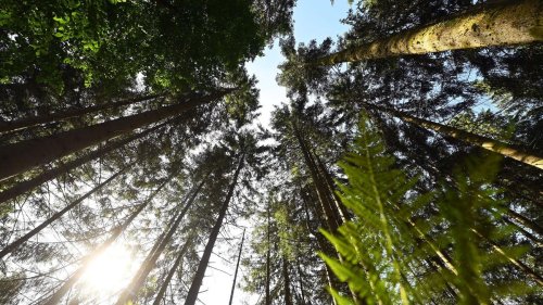 Forstwirtschaft: Warum im Südwesten 2024 weniger Holz geschlagen wurde