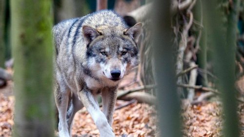 Tiere: Schutzstatus für Wölfe erneut im Fokus