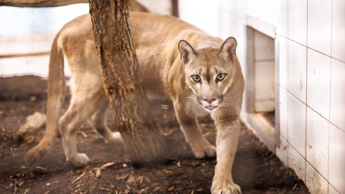 Tiere: Aus Holzkiste befreiter Puma mag nicht aus München wegziehen