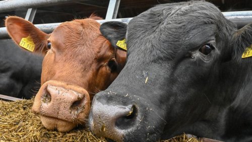 Ludwigsburg: Landwirt in Marbach muss Rinder abgeben: Mängel festgestellt