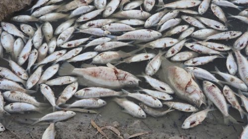 Hitze und Hochwasser: Millionen tote Fische auf Fluss in Australien