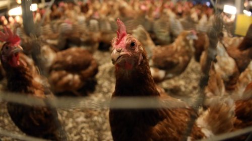 Tierschutz: Mitarbeitern nach Verdacht auf Tierschutzverstöße gekündigt