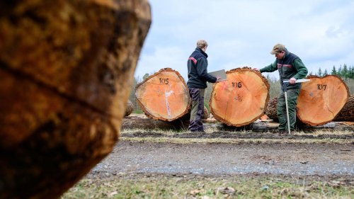 Wertvolle Bäume: Wertvolle Eichen zu guten Preisen versteigert
