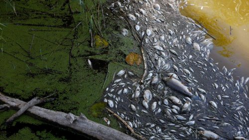 Fischsterben in der Oder: Forschende weisen hohe Konzentration an Goldalgen-Giften nach