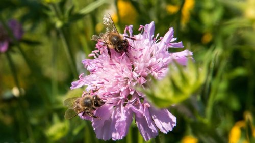 Natur: Weniger Bienenvölker und aktive Imker in Hamburg