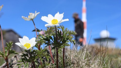 Pflanzenwelt: Brockengarten hat wieder geöffnet