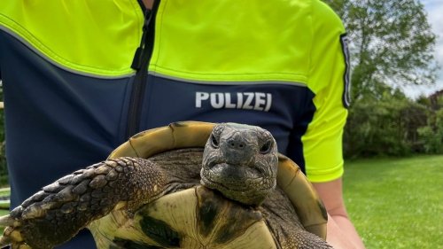 Kreis Lippe: Ausreißerin aufgegriffen: Polizistin fängt Schildkröte ein