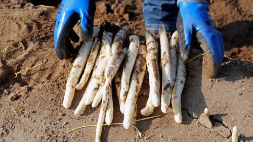 Landwirtschaft: Zahl der Gemüsebauern in MV wächst weiter