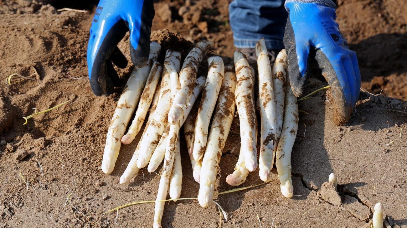 Landwirtschaft: Zahl der Gemüsebauern in MV wächst weiter
