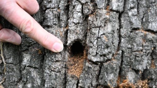 Artenschutz: Seltener Käfer wird zum Problem am Baggersee-Parkplatz