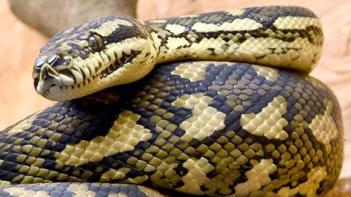 Tierwohl: Tierschutzbeauftragte kritisiert die Haltung von Schlangen
