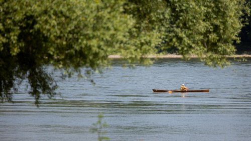 Artenschutz: 660.000 Maifischlarven im Rhein ausgesetzt