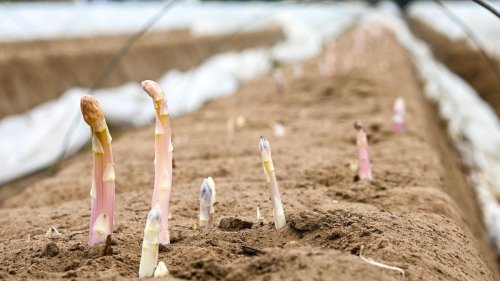 Spargelernte: Frühlingswetter bringt frühen Beelitzer Spargel