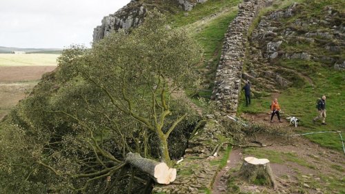 Kriminalität: "Robin-Hood-Baum" gefällt: Täter müssen jahrelang in Haft