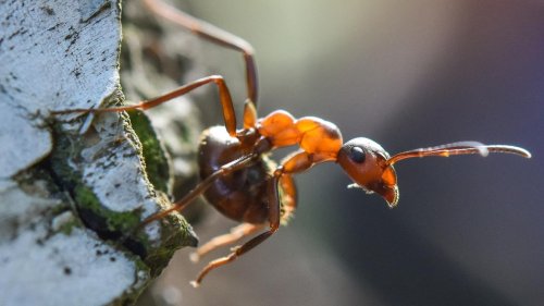 Insektensterben: Insektenbestände in Wäldern gehen stark zurück