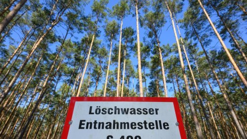 Einschätzung Wetterdienst: Waldbrandsaison in Rheinland-Pfalz hat begonnen
